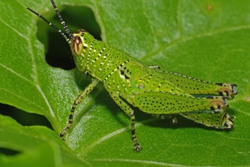 grasshopper and leaf in the parks