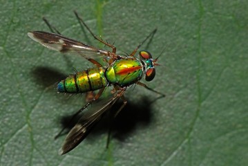 colorful insect and leaf in the parks