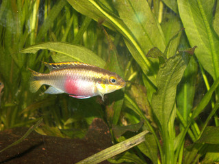 pelvicachromis pulcher