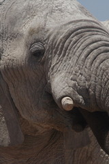 Obraz premium elephant gros plan etosha en namibie