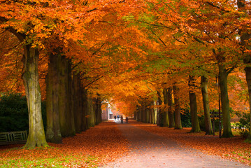 autumn in the forest