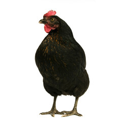 black chicken