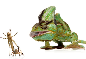 Foto op Plexiglas kameleon en krekels © arnowssr