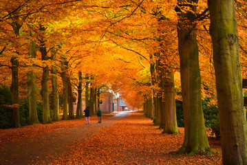 autumn in the forest