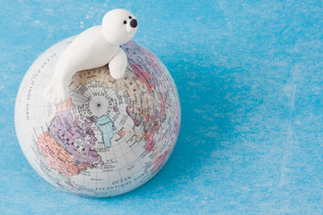 Phoque © Chlorophylle