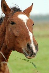 Obraz premium Hengstkopf im Halbprofil