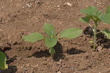jeune plant tournesol