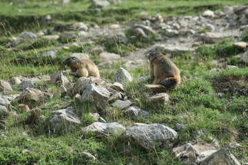 marmottes au soleil