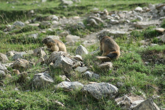 marmottes au soleil