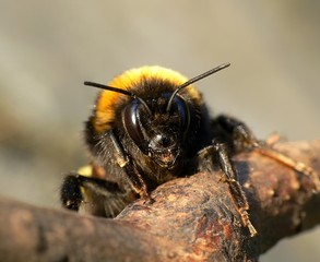 bumble-bee