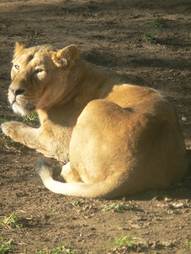 Lion