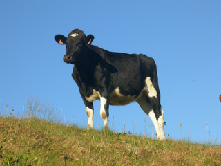 vache au centre