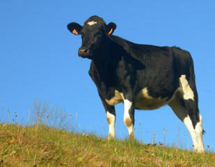 vache a peindre