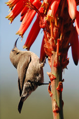 Palestine Sunbird (Nectarinia osea).