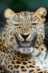 Threatening leopard