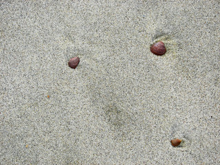 Three shells on a sandy beach