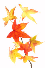Backlit maple leafs