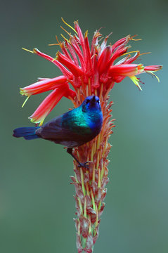 Palestine Sunbird (Nectarinia osea).