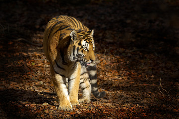 Asian tiger