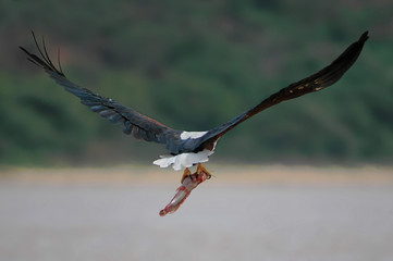 African Fish Eagle (Haliaeetus vocifer).