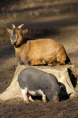 Young vietnamese pig and goat