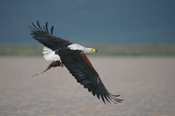 The catching (African Fish Eagle).