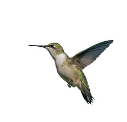 Flying Hummingbird isolated on white.