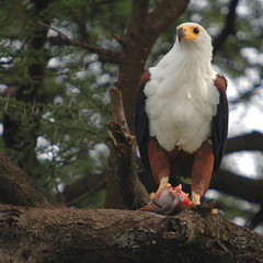 African Fish Eagle (Haliaeetus vocifer).