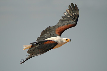 African Fish Eagle (Haliaeetus vocifer).