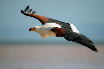 African Fish Eagle (Haliaeetus vocifer).