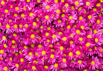 purple daisy background