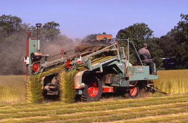 Obraz premium Fauchage du lin en juillet