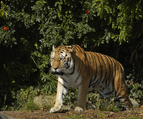 Siberian tiger walking out of bushes