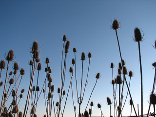 Milk Thistle in Winter
