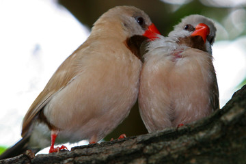LOVE BIRDS