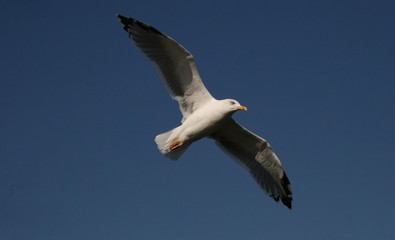 GAVIOTA gallega