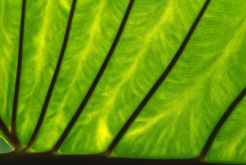 big green yam leaf in the parks