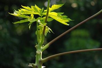 young papaya tree in the gardens