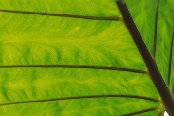 big yam leaf in the gardens