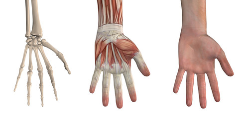 Anatomical Overlays - Hand