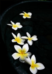 Fototapeta premium Floating frangipanis
