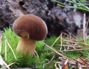 cèpe des pins