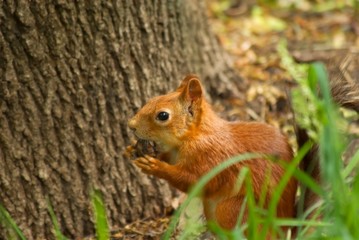 eating squirell