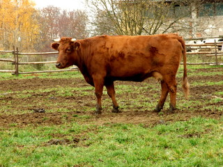 Czech Origin Cow