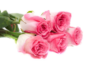 Fototapeta premium Pink roses. Isolation on white.