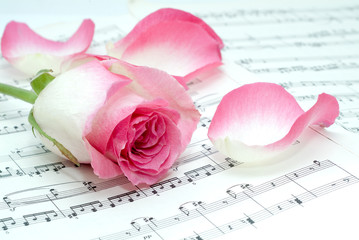 Naklejka premium Pink rose on a musical sheet.