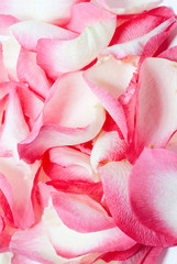 Obraz premium Roses on background of petals of roses