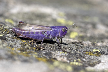 Criquet mauve