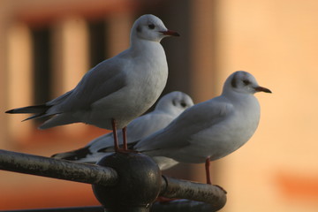 seagulls