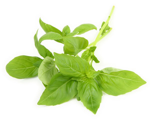 young fresh basil